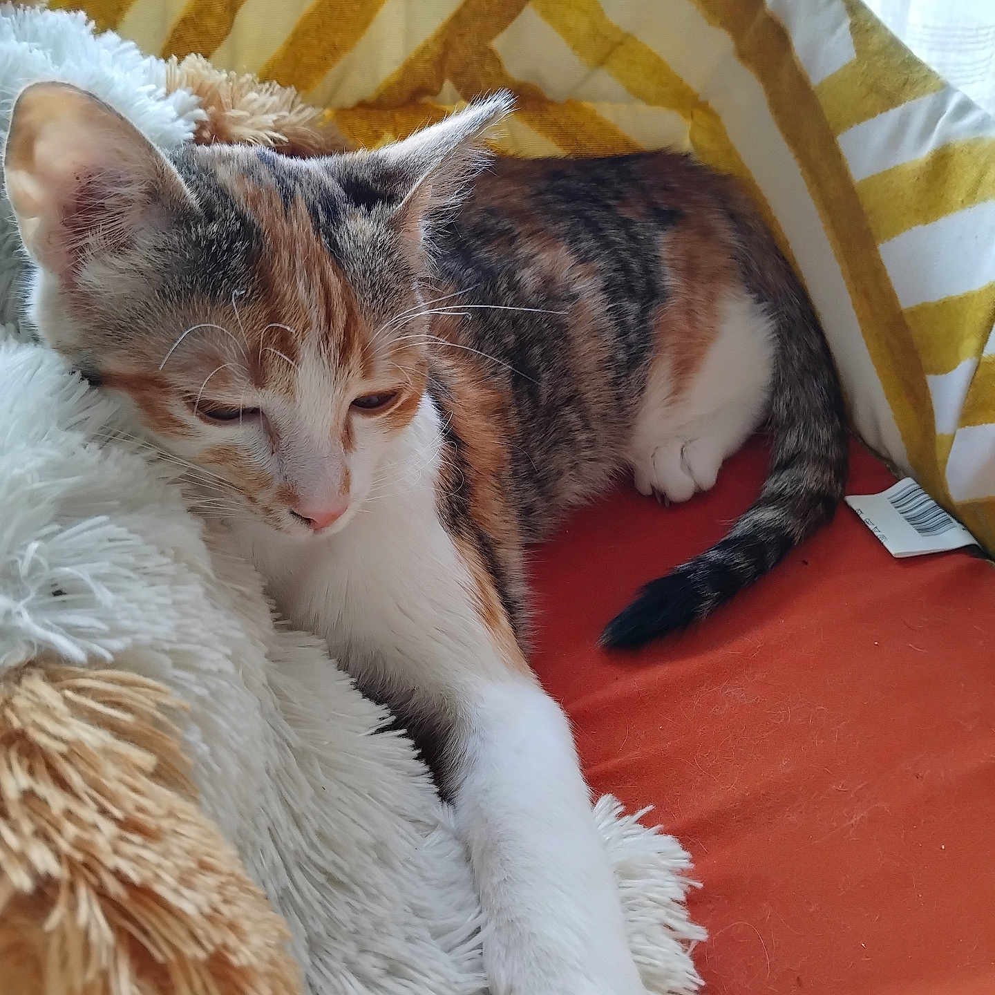 Nina participe au concours pour gagner de l'argent avec cette photo : cat, calico, feline, pet, resting, indoor, cushion, blanket, soft_texture, striped_pattern, fur, paw, tail, relaxed, window_light, cozy, comfort, home, animal, sleepy