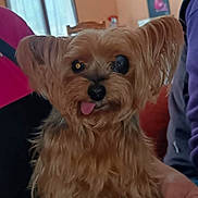 Perline a rejoint le concours — aidez-le/la à gagner de superbes lots ! dog, small_dog, tongue_out, indoor, person, hand, brown_fur, window, curtain, chair, orange_wall, casual, pet, cute, animal, furry, companion, domestic, portrait, scruffy