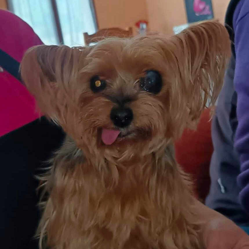 Perline a rejoint le concours — aidez-le/la à gagner de superbes lots ! animal, brown_fur, casual, chair, companion, curtain, cute, dog, domestic, furry, hand, indoor, orange_wall, person, pet, portrait, scruffy, small_dog, tongue_out, window