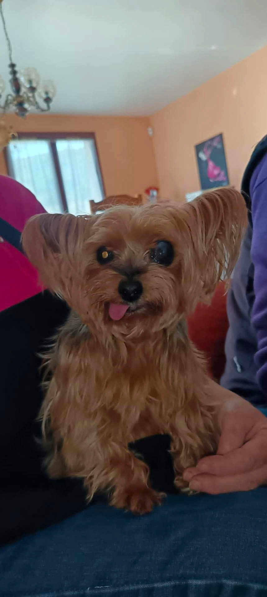 Perline a rejoint le concours — aidez-le/la à gagner de superbes lots ! dog, small_dog, tongue_out, indoor, person, hand, brown_fur, window, curtain, chair, orange_wall, casual, pet, cute, animal, furry, companion, domestic, portrait, scruffy