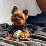 animal, black, blanket, brown, cozy, cute, dog, ears, face, fur, indoor, lying_down, paw, pet, portrait, relaxed, small_dog, toy, whiskers, yorkshire_terrier