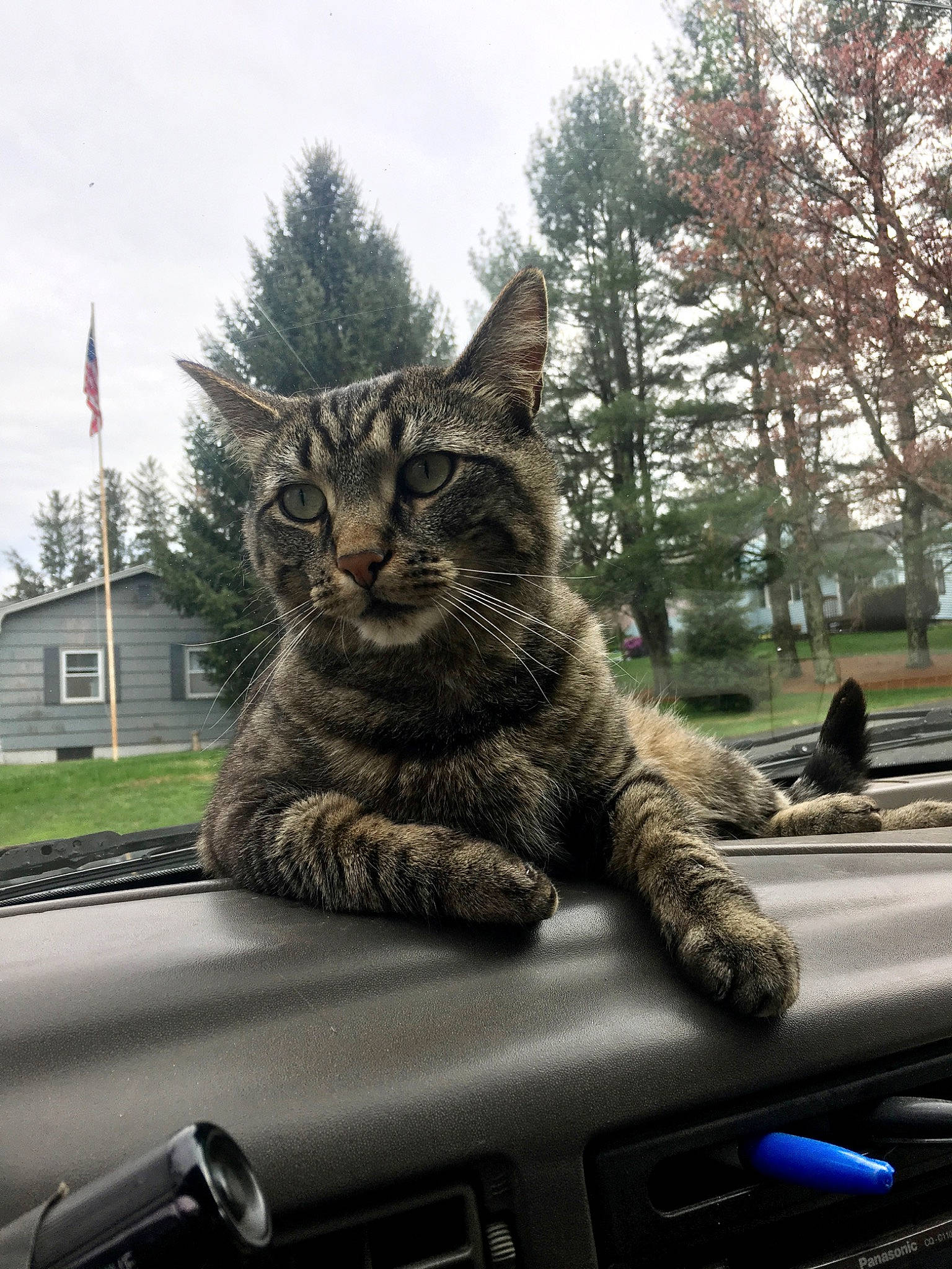 Geo joined the competition — help win amazing prizes! automotive_exterior, automotive_lighting, automotive_tire, carnivore, cat, cloud, felidae, flag, hood, motor_vehicle, plant, sky, small_to_medium_sized_cats, snout, steering_wheel, tree, vehicle, whiskers, window, windscreen_wiper