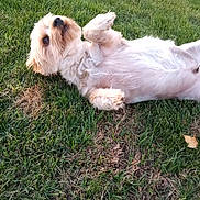 Toby joined the competition — help win amazing prizes! dog, grass, outdoor, pet, lying_down, small_dog, fur, animal, nature, playful, cute, mammal, canine, resting, summer, greenery, paw, head, eyes, relaxed