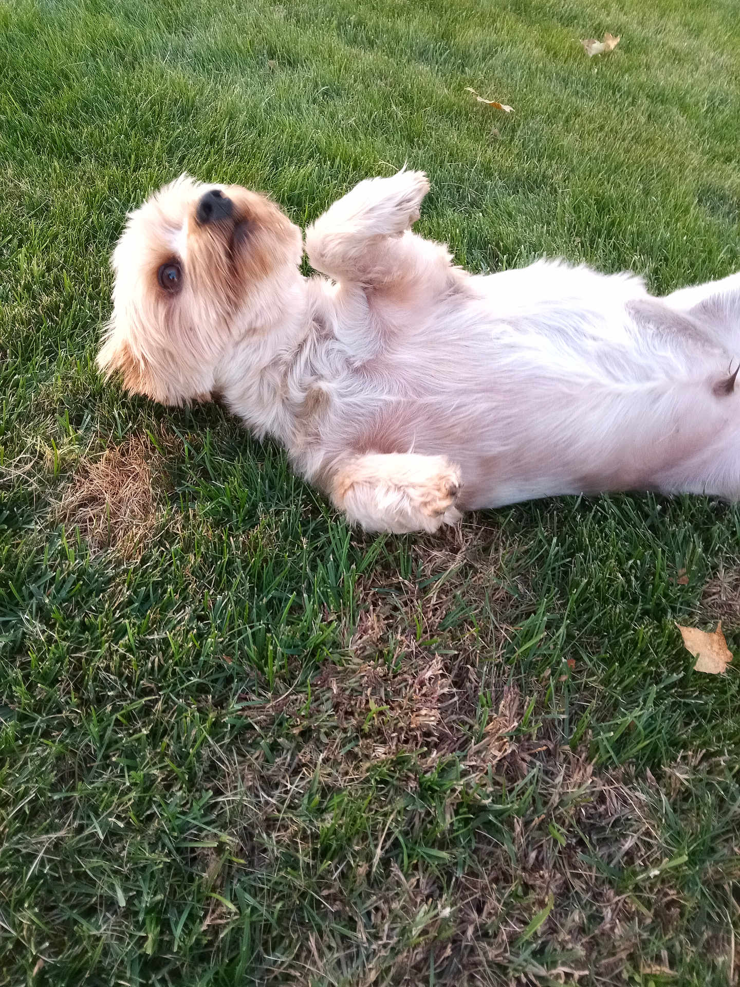 Toby
