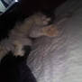 animal, bed, blanket, blurry, cat, closeup, cozy, dark, faint, feline, fur, indoor, low_light, pet, quiet, relaxed, resting, shadow, sleeping, soft