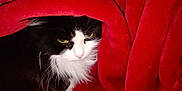 Heffier joined the competition — help win amazing prizes! animal, black_and_white_cat, blanket, cat, comfort, cozy, cute, feline, fur, green_eyes, hidden, indoor, nest, pet, red_blanket, resting, snuggle, soft_texture, warm, whiskers