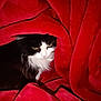 animal, black_and_white_cat, blanket, cat, comfort, cozy, cute, feline, fur, green_eyes, hidden, indoor, nest, pet, red_blanket, resting, snuggle, soft_texture, warm, whiskers