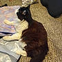 Heffier is registered to the contest to win money with this photo: animal, bag, black_and_white, carpet, cat, curious, domestic, fabric, floor, fluffy, fur, furniture, home, indoor, mammal, pet, resting, side_view, tail, whiskers