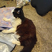 Heffier is registered to the contest to win money with this photo: animal, bag, black_and_white, carpet, cat, curious, domestic, ears, fabric, fluffy, furniture, household, indoor, pet, resting, side_view, soft, tail, texture, whiskers