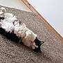 animal, baseboard, black_and_white, calm, carpet, cat, cozy, cute, domestic, floor, fluffy, fur, home, indoor, lying_down, pet, quiet, relaxed, resting, whiskers