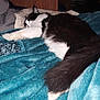 animal, black_and_white, blanket, cat, comfort, cozy, cute, domestic_cat, fluffy, fur, home, indoor, mammal, nap, pet, relaxation, resting, sleeping, soft, tail