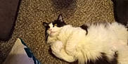 Heffier joined the competition — help win amazing prizes! animal, black_and_white, carpet, cat, cozy, domestic_animal, fluffy, fur, furniture_leg, home, indoor, lying_down, mammal, pet, pillow, quiet, relaxed, resting, whiskers, yellow_eyes