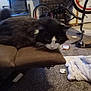animal, bicycle, black_and_white_cat, blanket, carpet, cat, chair, clutter, cushion, door, fur, furniture, home, indoor, paper, pet, relaxing, room, shoe, wheel