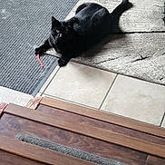 Kissy is registered to the contest to win money with this photo: animal, black_cat, cat, cozy, curious, domestic_animal, feline, flooring, home_interior, indoor, looking, pet, playful, red_string, relaxed, resting, rug, tile_floor, toy, wooden_steps