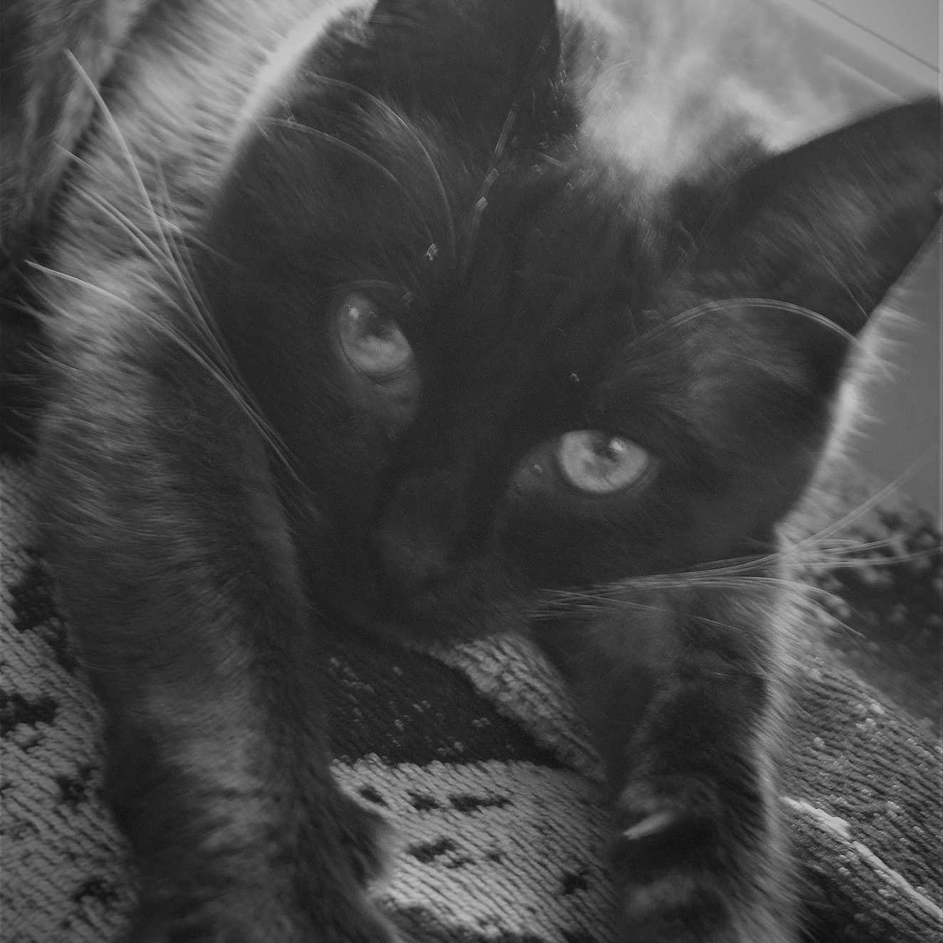 Poupouse a rejoint le concours — aidez-le/la à gagner de superbes lots ! animal, black_and_white, cat, close_up, cute, eyes, face, feline, fur, indoors, paws, pet, portrait, relaxed, resting, sleepy, soft_focus, stretching, texture, whiskers