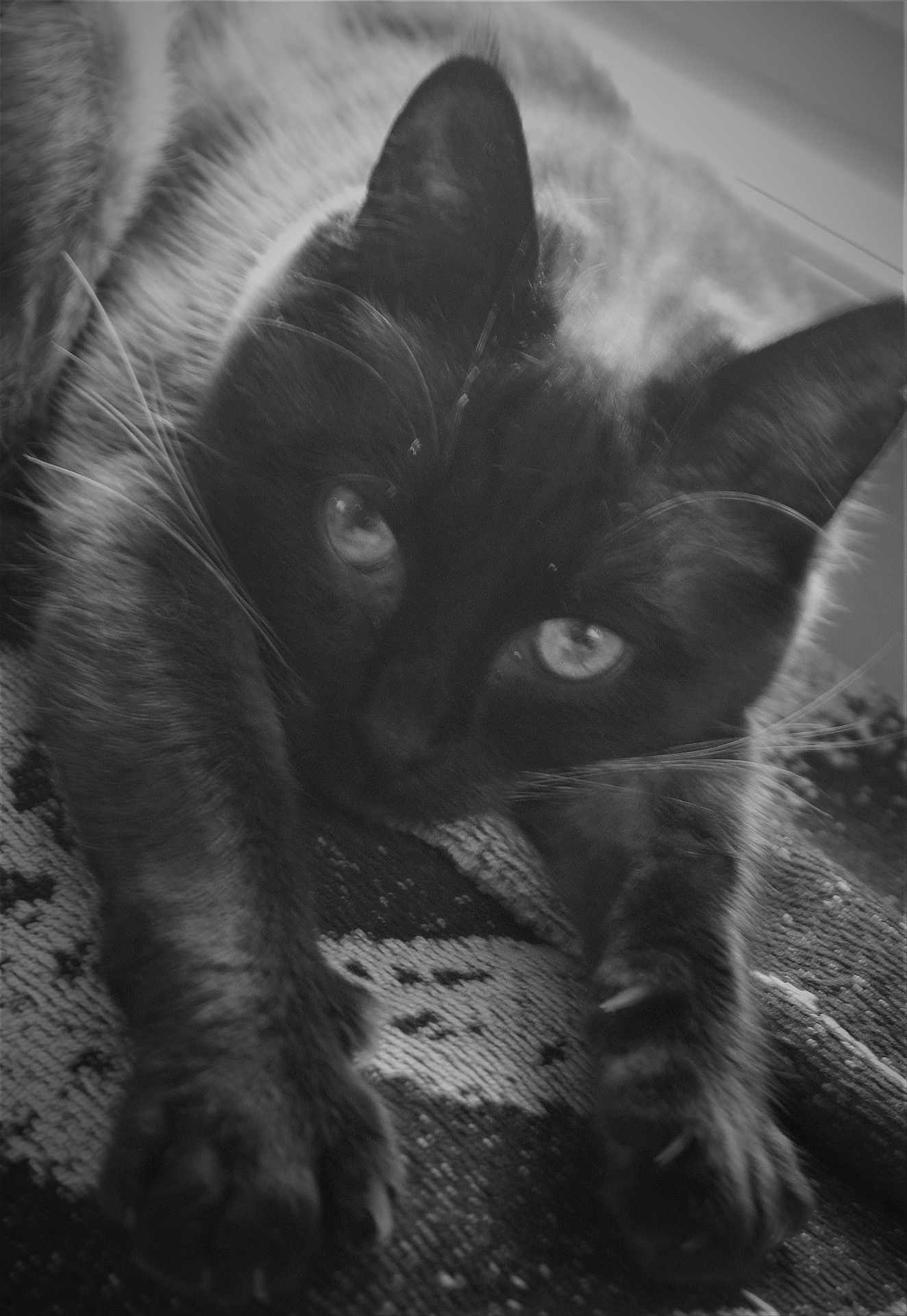 Poupouse a rejoint le concours — aidez-le/la à gagner de superbes lots ! cat, animal, pet, feline, close_up, black_and_white, stretching, whiskers, paws, fur, relaxed, indoors, texture, soft_focus, sleepy, cute, portrait, face, eyes, resting