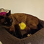 Poupouse participe au concours pour gagner de l'argent avec cette photo : cat, siamese_cat, pet, animal, indoor, bed, plush, toy, stuffed_animal, monkey_toy, yellow_ball, feline, resting, cozy, fur, whiskers, claws, relaxing, domestic_animal, home