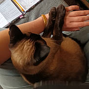 Poupouse participe au concours pour gagner de l'argent avec cette photo : cat, siamese_cat, pet, lap, human_arm, paws, notebook, carpet, casual, relaxation, home, indoor, animal, feline, resting, comfort, clothing, jeans, bracelet, nails