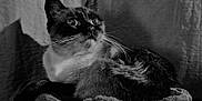 Poupouse participe au concours pour gagner de l'argent avec cette photo : cat, animal, pet, black_and_white, whiskers, feline, fur, blanket, indoor, portrait, cozy, soft_texture, shadow, light, curled_up, looking_up, close_up, domestic_animal, resting, quiet