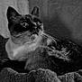 cat, animal, pet, black_and_white, whiskers, feline, fur, blanket, indoor, portrait, cozy, soft_texture, shadow, light, curled_up, looking_up, close_up, domestic_animal, resting, quiet