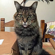 Tucker joined the competition — help win amazing prizes! abyssinian, angora, animal, box, cardboard, carton, cat, couch, cushion, diningtable, egyptiancat, furniture, homedecor, indoors, kitten, manx, pet, plant, pottedplant, table