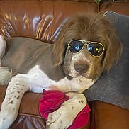 Milo joined the competition — help win amazing prizes! dog, sunglasses, brown_leather_couch, red_cloth, paw, cushion, indoor, plant, relaxed, pet, fur, white_spots, brown_fur, nose, ear, animal, home_interior, leaves, resting, casual
