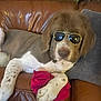 dog, sunglasses, brown_leather_couch, red_cloth, paw, cushion, indoor, plant, relaxed, pet, fur, white_spots, brown_fur, nose, ear, animal, home_interior, leaves, resting, casual