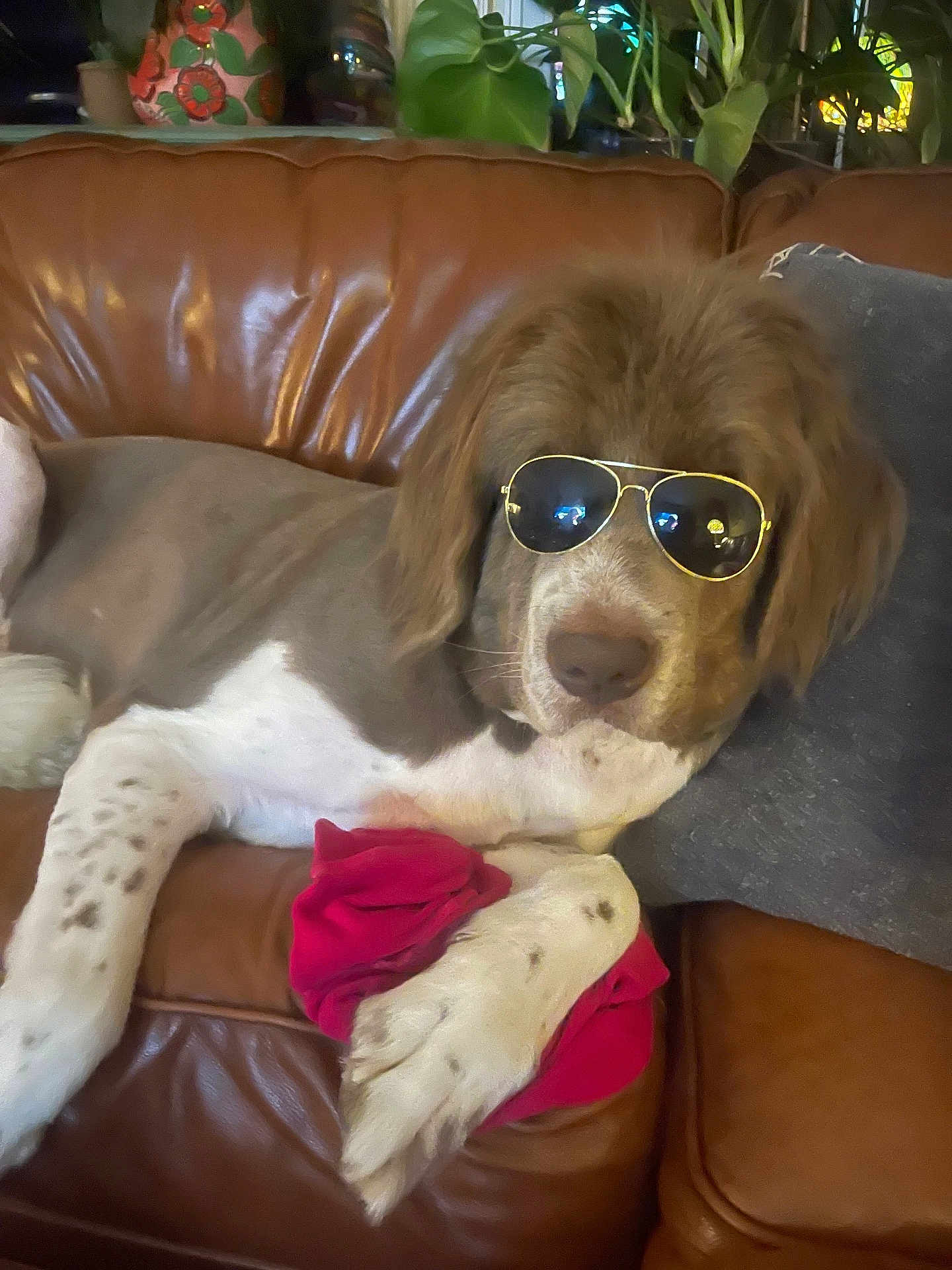 Milo