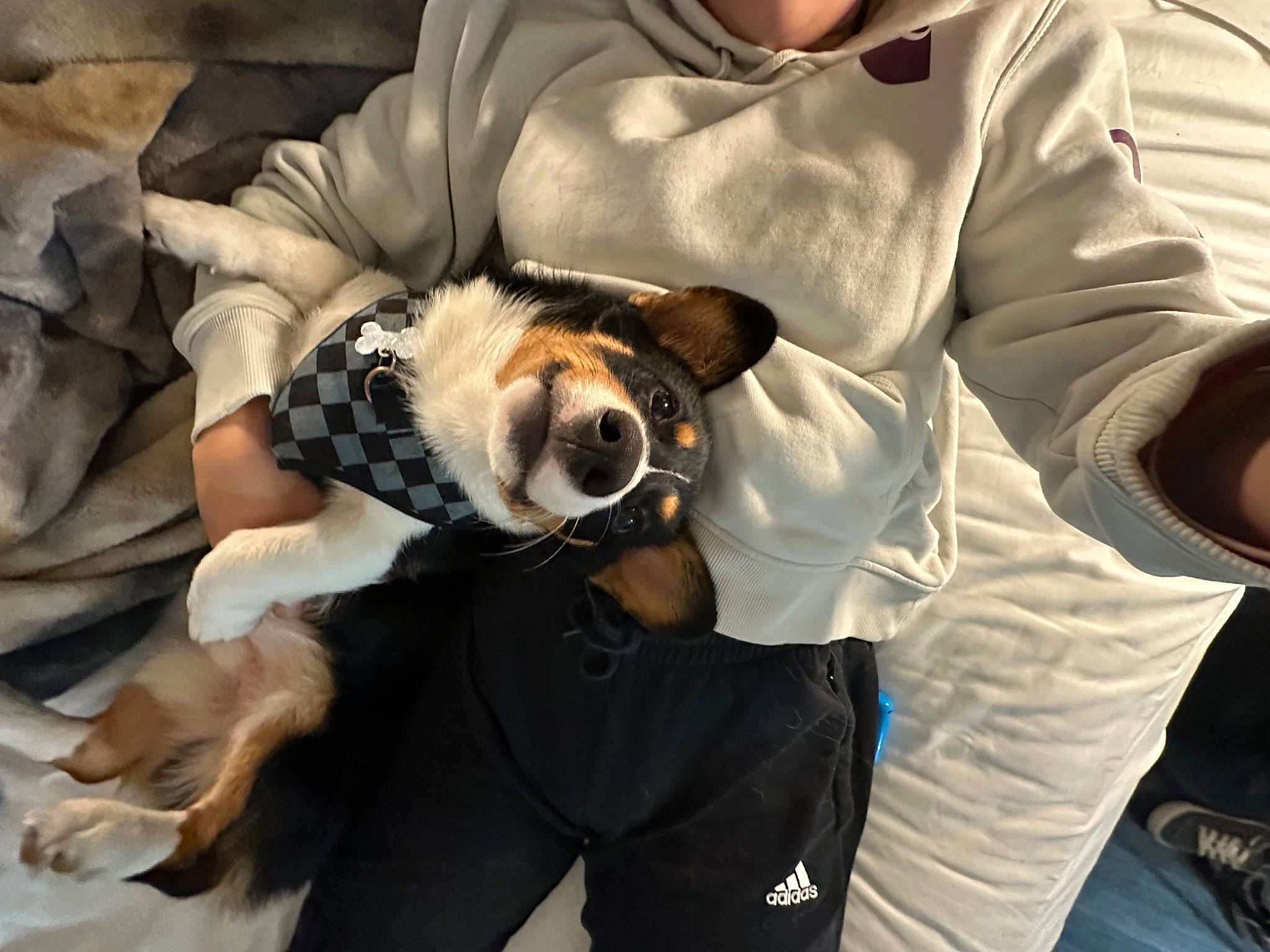 Kash joined the competition — help win amazing prizes! canidae, carnivore, comfort, companion_dog, dog, dog_breed, dog_clothes, eyewear, fawn, fur, non_sporting_group, paw, personal_protective_equipment, safety_glove, sleeve, snout, sporting_group, toy_dog, uniform, working_animal