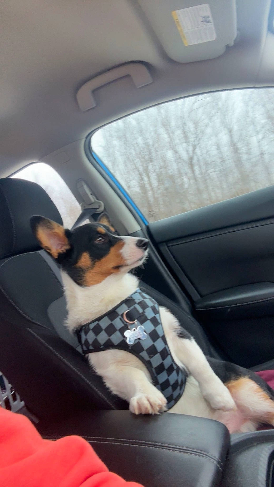 Kash is registered to the contest to win money with this photo: auto_part, automotive_design, automotive_exterior, automotive_window_part, car, car_seat, car_seat_cover, carnivore, comfort, companion_dog, dog, dog_breed, family_car, head_restraint, motor_vehicle, seat_belt, snout, vehicle, vehicle_door, window