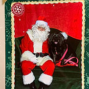 Roxy joined the competition — help win amazing prizes! santa_claus, dog, black_dog, christmas, holiday, red_suit, white_beard, green_couch, pink_leash, santa_hat, festive, portrait, indoor, seasonal, smiling_dog, costume, celebration, decorations, happy, pet