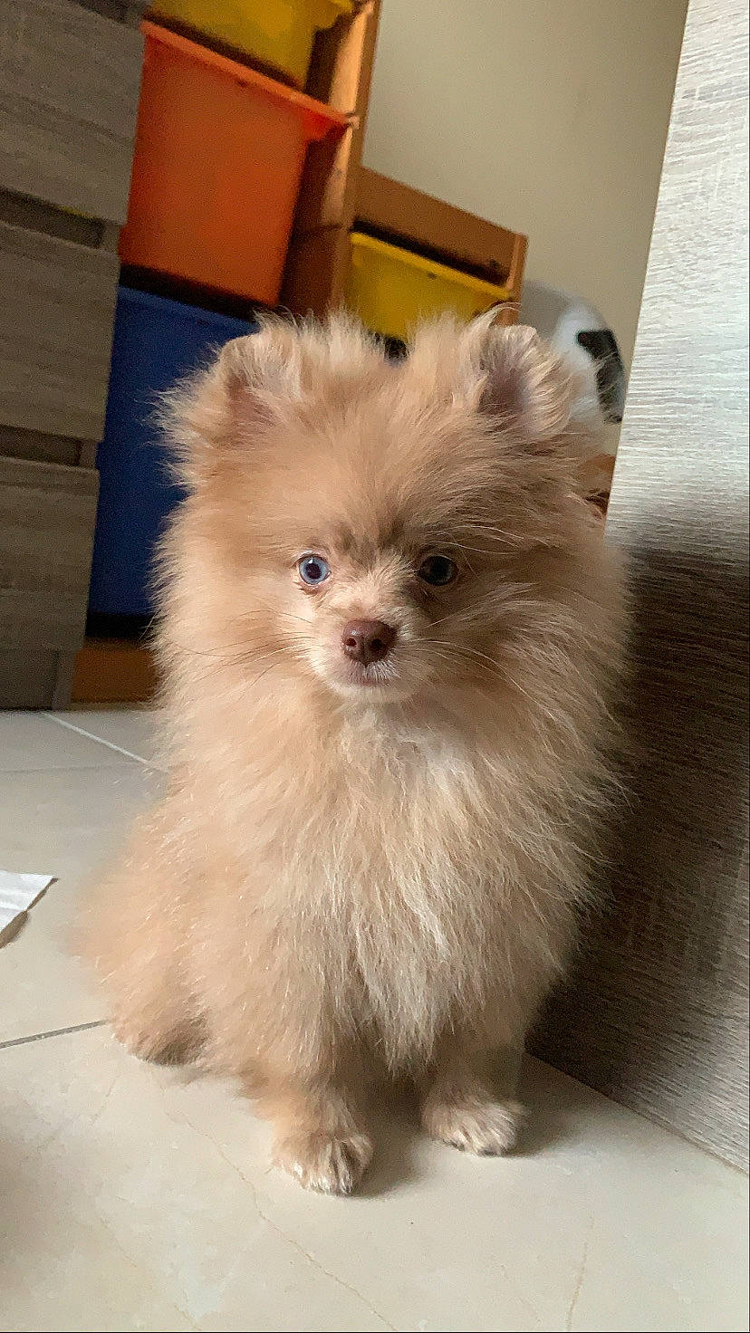 Spiky participe au concours pour gagner de l'argent avec cette photo : cabinetry, canidae, carnivore, companion_dog, dog, dog_breed, fawn, floor, flooring, fur, liver, non_sporting_group, pomeranian, puppy, small_terrier, snout, spitz, toy_dog, wood_stain, working_animal