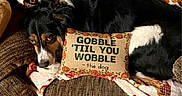 Sadie Cakes is registered to the contest to win money with this photo: dog, couch, blanket, thanksgiving, pumpkin, autumn, leaf, decorative_pillow, brown_furniture, cozy, indoors, holiday, pattern, fall, pet, resting, text, turkey, plaid, carpet