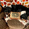 dog, couch, blanket, thanksgiving, pumpkin, autumn, leaf, decorative_pillow, brown_furniture, cozy, indoors, holiday, pattern, fall, pet, resting, text, turkey, plaid, carpet