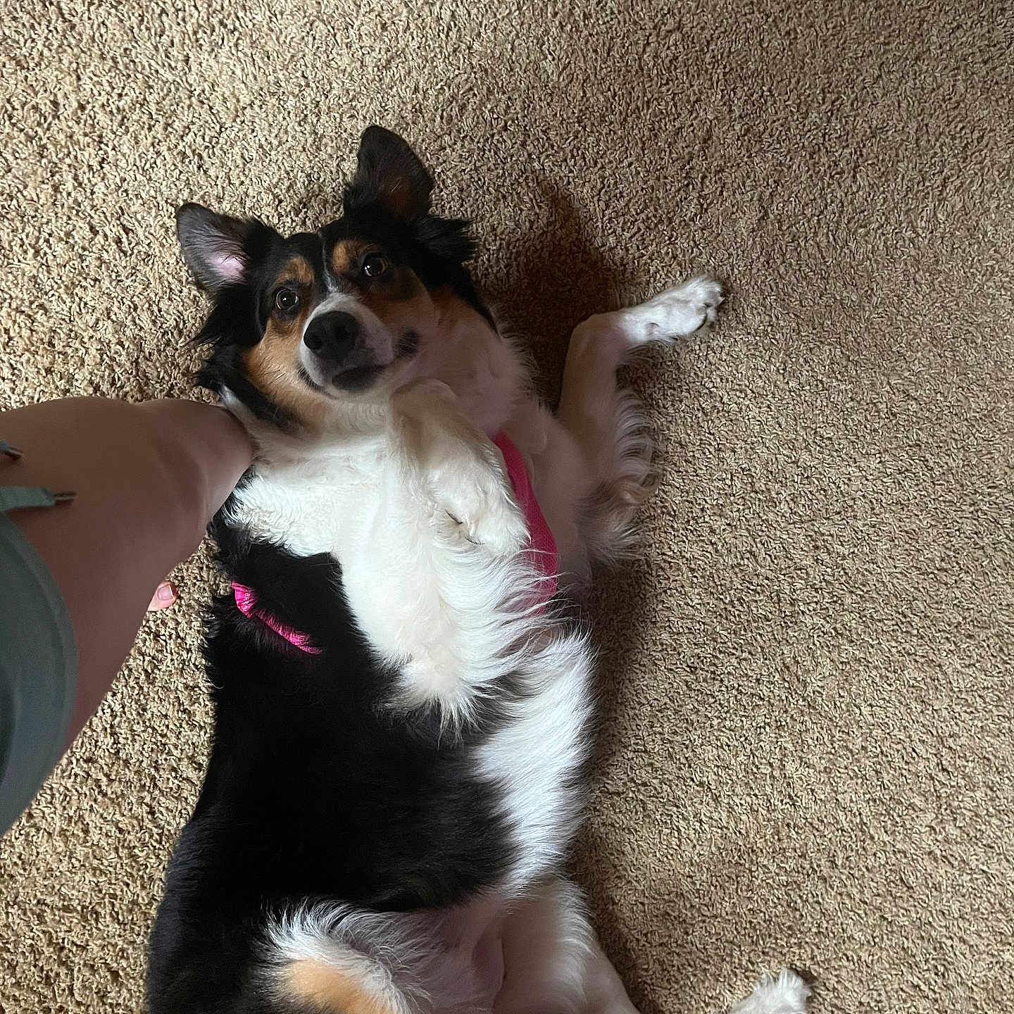 Sadie Cakes joined the competition — help win amazing prizes! dog, carpet, indoor, pet, tricolor, lying_down, fur, canine, animal, domestic, relaxed, looking_up, person, hand, friendly, cute, companion, playful, pink_harness, shadow