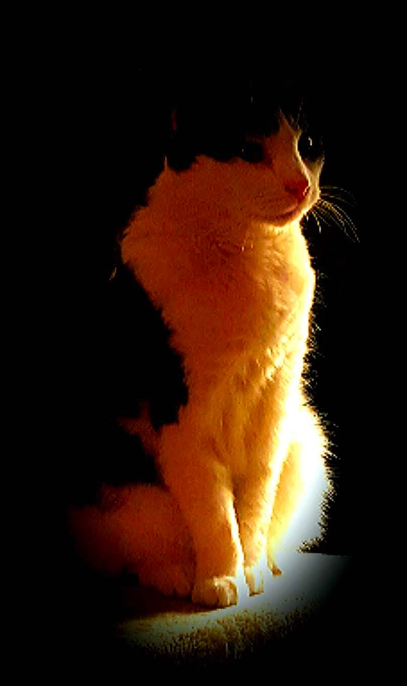 Justine is registered to the contest to win money with this photo: backlighting, carnivore, cat, claw, darkness, domestic_short_haired_cat, felidae, fur, heat, night, paw, plant, shadow, sitting, small_to_medium_sized_cats, sunset, tail, tints_and_shades, whiskers, window
