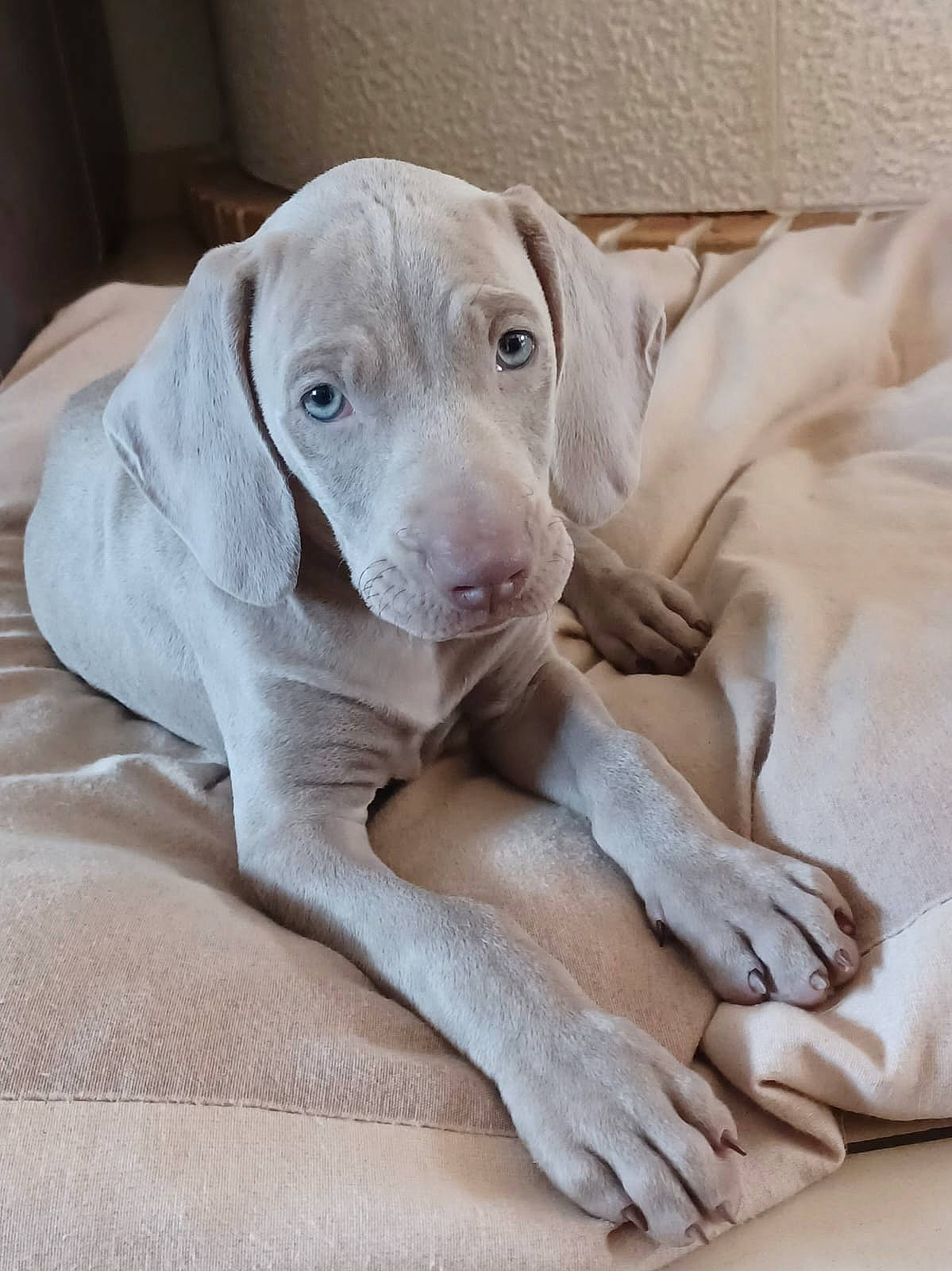 Urgo a rejoint le concours — aidez-le/la à gagner de superbes lots ! canidae, carnivore, comfort, companion_dog, dog, dog_breed, dog_supply, ear, fawn, fur, gun_dog, hunting_dog, linens, liver, snout, sporting_group, terrestrial_animal, whiskers, wood, working_animal