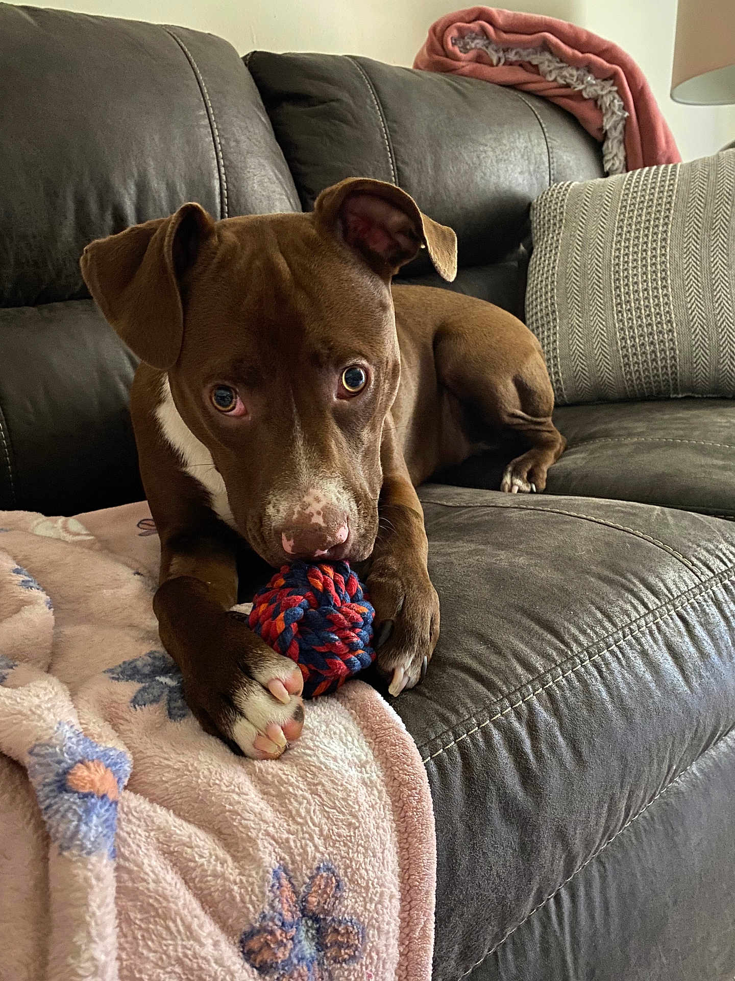 Pippa