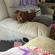 Pippa is registered to the contest to win money with this photo: dog, brown_dog, couch, living_room, pillows, blanket, lamp, home_decor, resting, pet, furniture, relaxed, cozy, indoor, animal, canine, face, head, paw, expression
