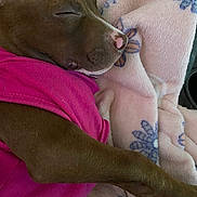 Pippa is registered to the contest to win money with this photo: animal, blanket, brown_dog, canine, close_up, cozy, cute, dog, floral_pattern, fur, indoor, paw, peaceful, pet, pink_shirt, relaxation, resting, sleeping, snout, soft_texture