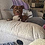Pippa joined the competition — help win amazing prizes! dog, couch, living_room, pillow, blanket, brown_dog, white_markings, alert, indoor, furniture, mirror, shelf, decor, lamp, window, curtain, relaxing, pet, animal, cozy