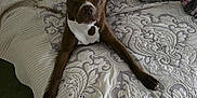 Pippa is registered to the contest to win money with this photo: dog, bed, blanket, brown, white, patterned_bedspread, carpet, indoor, pet, animal, fur, ears, eyes, nose, paws, resting, looking, curious, cozy, home