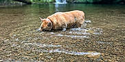 Bubby joined the competition — help win amazing prizes! animal, canine, creek, dog, drinking, forest, greenery, landscape, mammal, nature, outdoor, peaceful, riverbed, rocks, scenic, shallow_water, summer, water, waterfall, wildlife