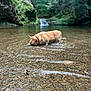 Bubby joined the competition — help win amazing prizes! dog, water, creek, forest, rocks, nature, outdoor, drinking, animal, shallow_water, waterfall, greenery, canine, summer, landscape, peaceful, wildlife, scenic, riverbed, mammal
