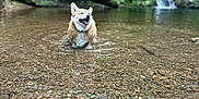 Bubby is registered to the contest to win money with this photo: dog, corgi, water, creek, rocks, forest, nature, moss, outdoor, happy, animal, canine, shallow_water, greenery, landscape, summer, playful, wet, peaceful, scenic