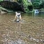 dog, corgi, water, creek, rocks, forest, nature, moss, outdoor, happy, animal, canine, shallow_water, greenery, landscape, summer, playful, wet, peaceful, scenic