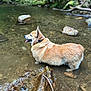 Bubby is registered to the contest to win money with this photo: dog, corgi, water, creek, rocks, nature, outdoor, animal, pet, tongue_out, fur, wet, forest, greenery, shallow_water, side_view, canine, summer, daylight, peaceful