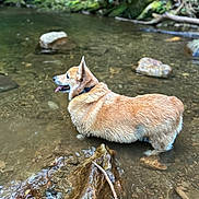 Bubby is registered to the contest to win money with this photo: animal, canine, corgi, daytime, dog, ears, forest, fur, greenery, happy, nature, outdoor, pet, river, rocks, shallow_water, stream, tongue, water, wet
