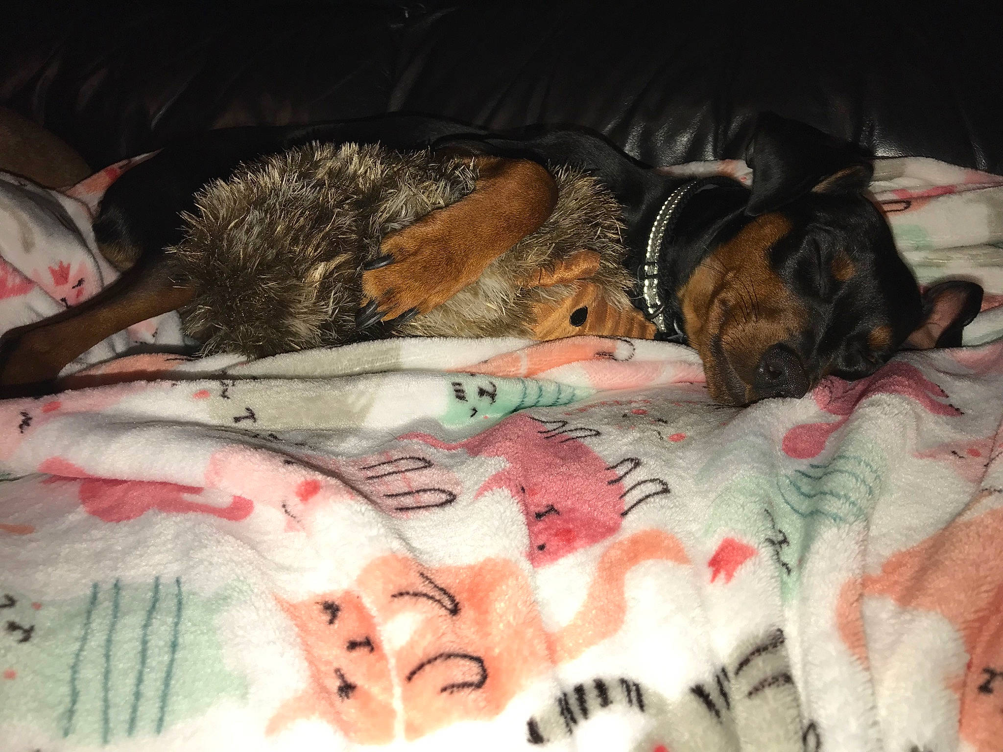 Charlie is registered to the contest to win money with this photo: bedtime, birth, boxer, canidae, carnivore, cat, dog, dog_breed, fur, nap, non_sporting_group, puppy, sleep