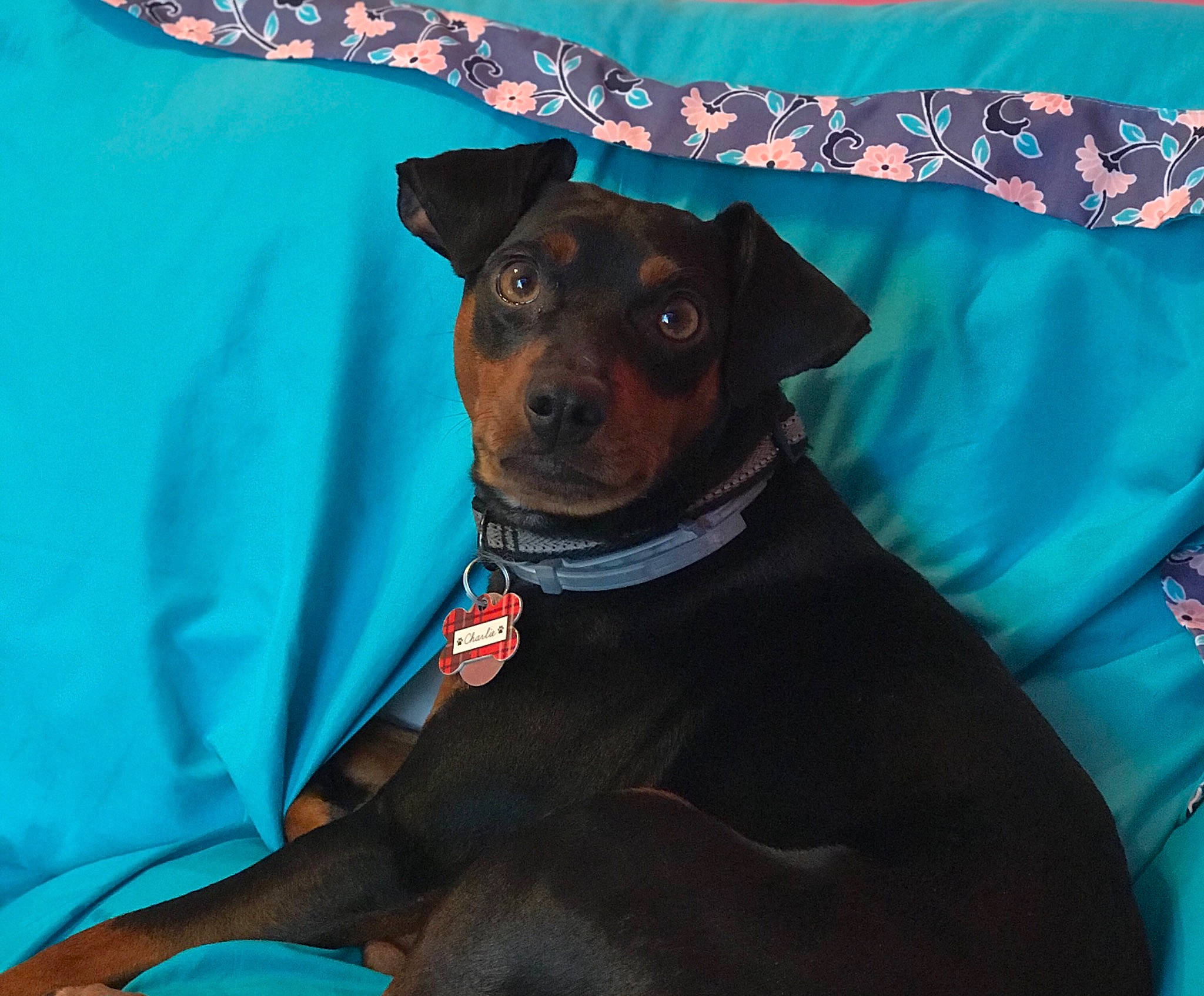 Charlie joined the competition — help win amazing prizes! black_and_tan_terrier, canidae, carnivore, companion_dog, dog, dog_breed, german_pinscher, guard_dog, mammal, manchester_terrier, miniature_pinscher, pinscher, puppy, rare_breed_dog, snout, sporting_group, toy_dog, toy_manchester_terrier, working_dog